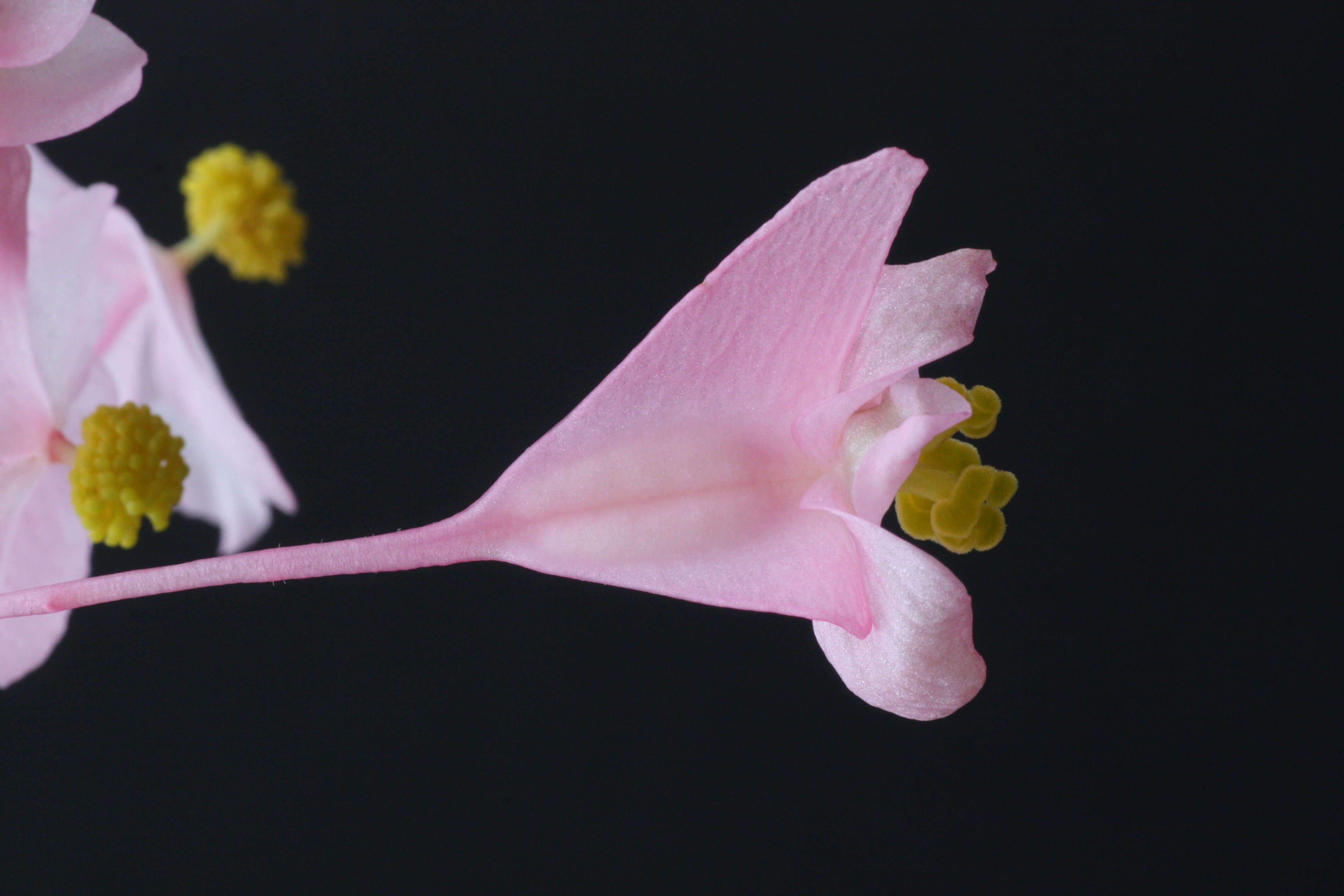 Image of hardy begonia