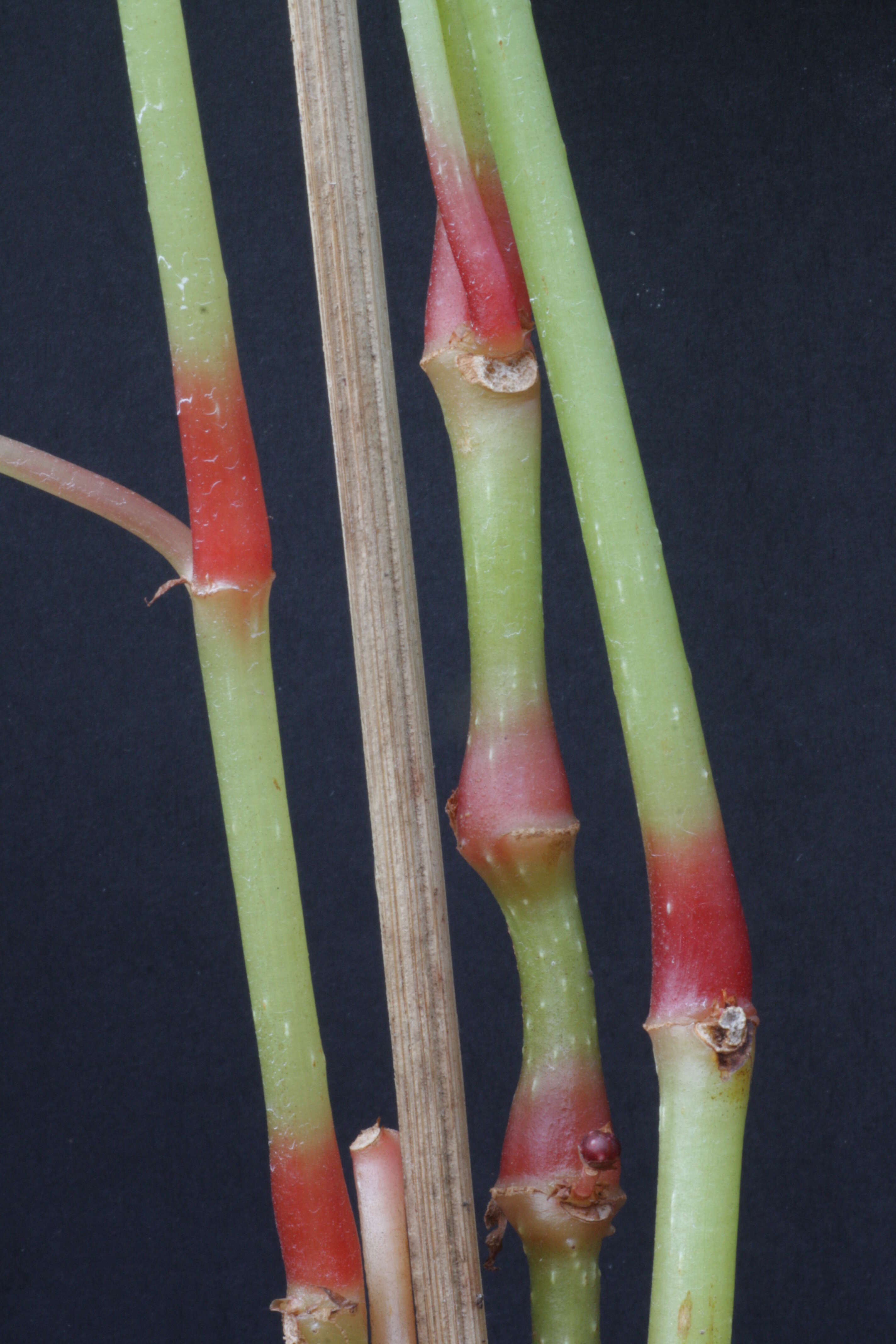 Image of hardy begonia