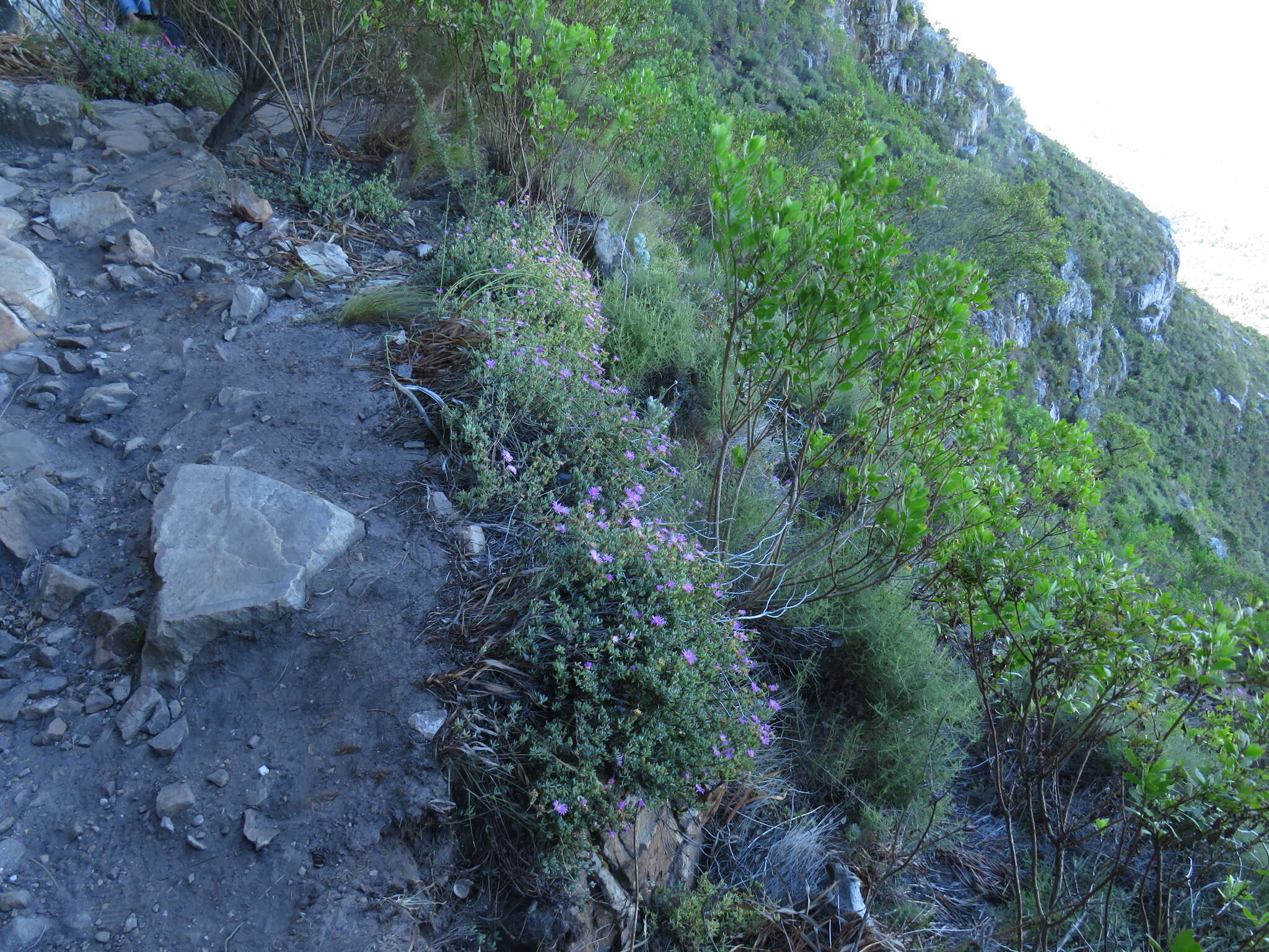 Imagem de Lampranthus falciformis var. falciformis