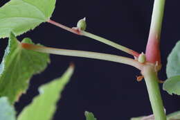 Image of hardy begonia