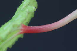 Image of hardy begonia