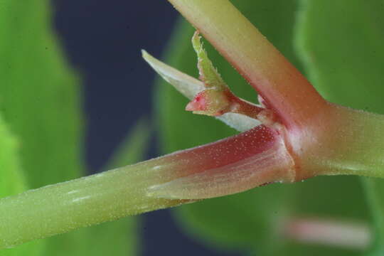 Image of hardy begonia