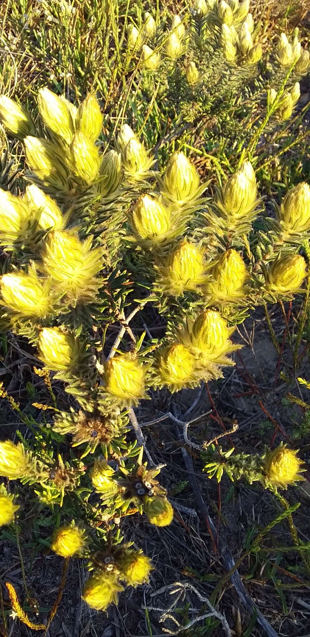 Image of Phylica plumosa L.