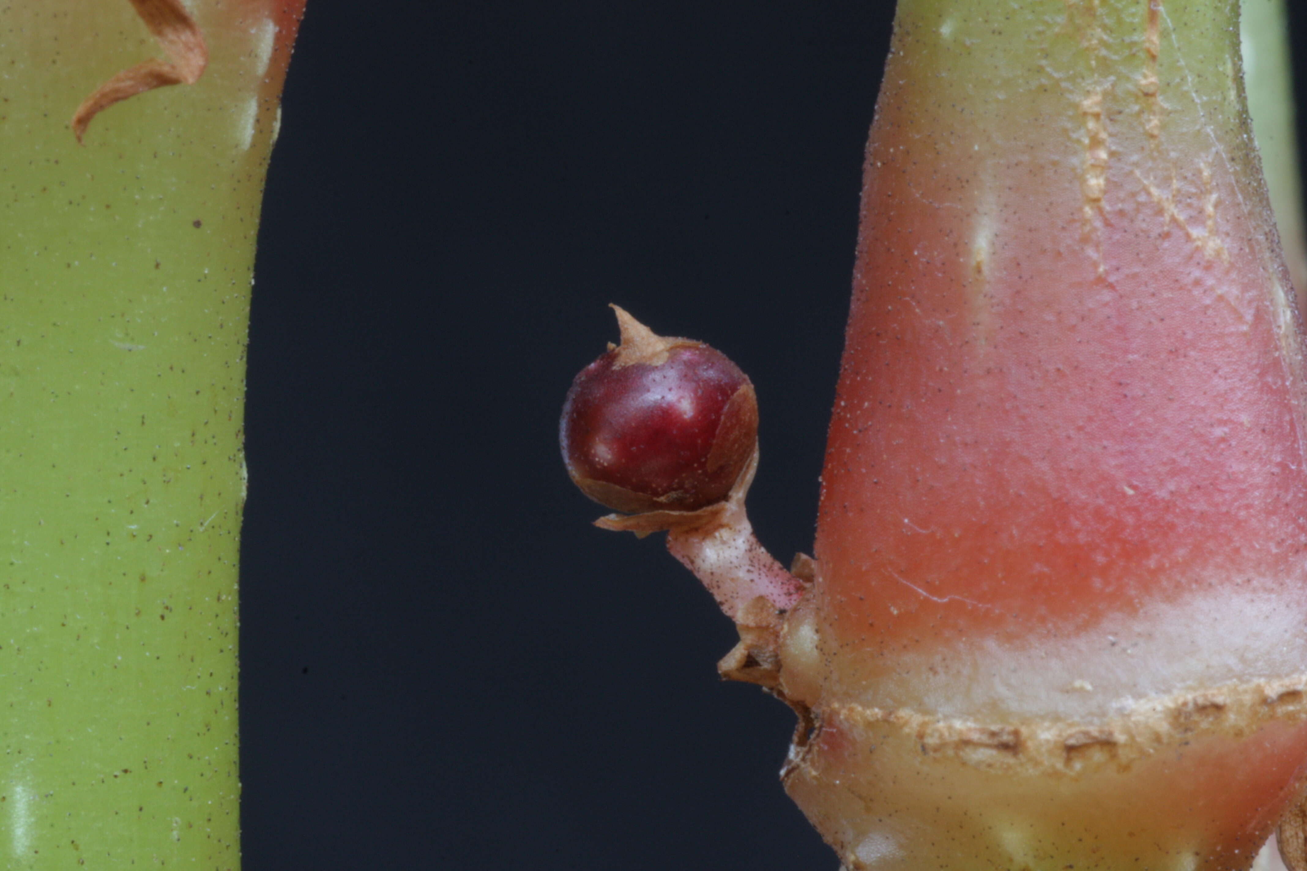 Image of hardy begonia