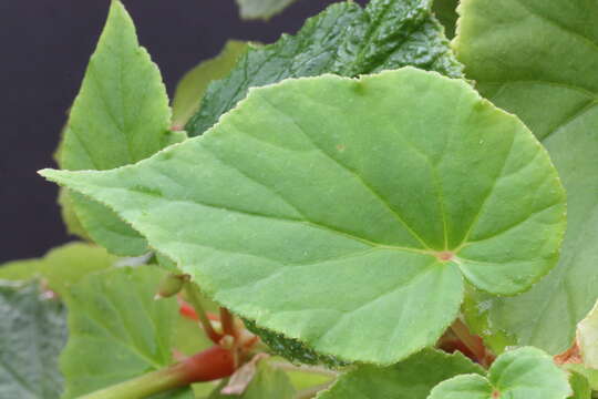 Image of hardy begonia