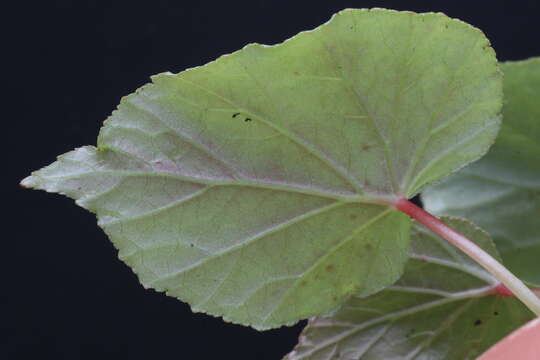 Image of hardy begonia