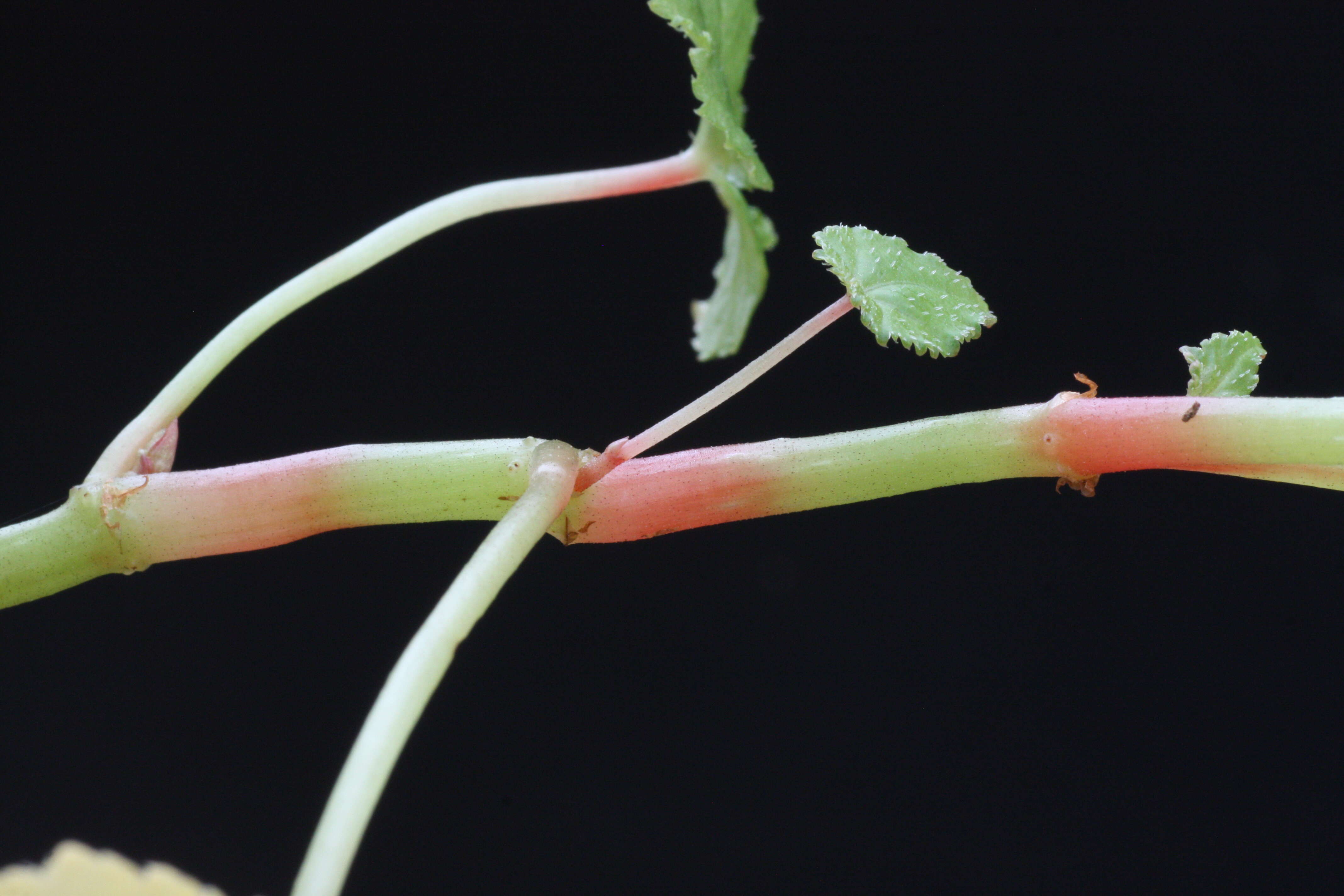 Image de Begonia grandis Dryand.