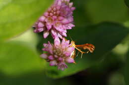 Deuterocopus albipunctatus Fletcher 1910 resmi