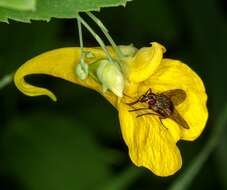 Image of Jewelweed