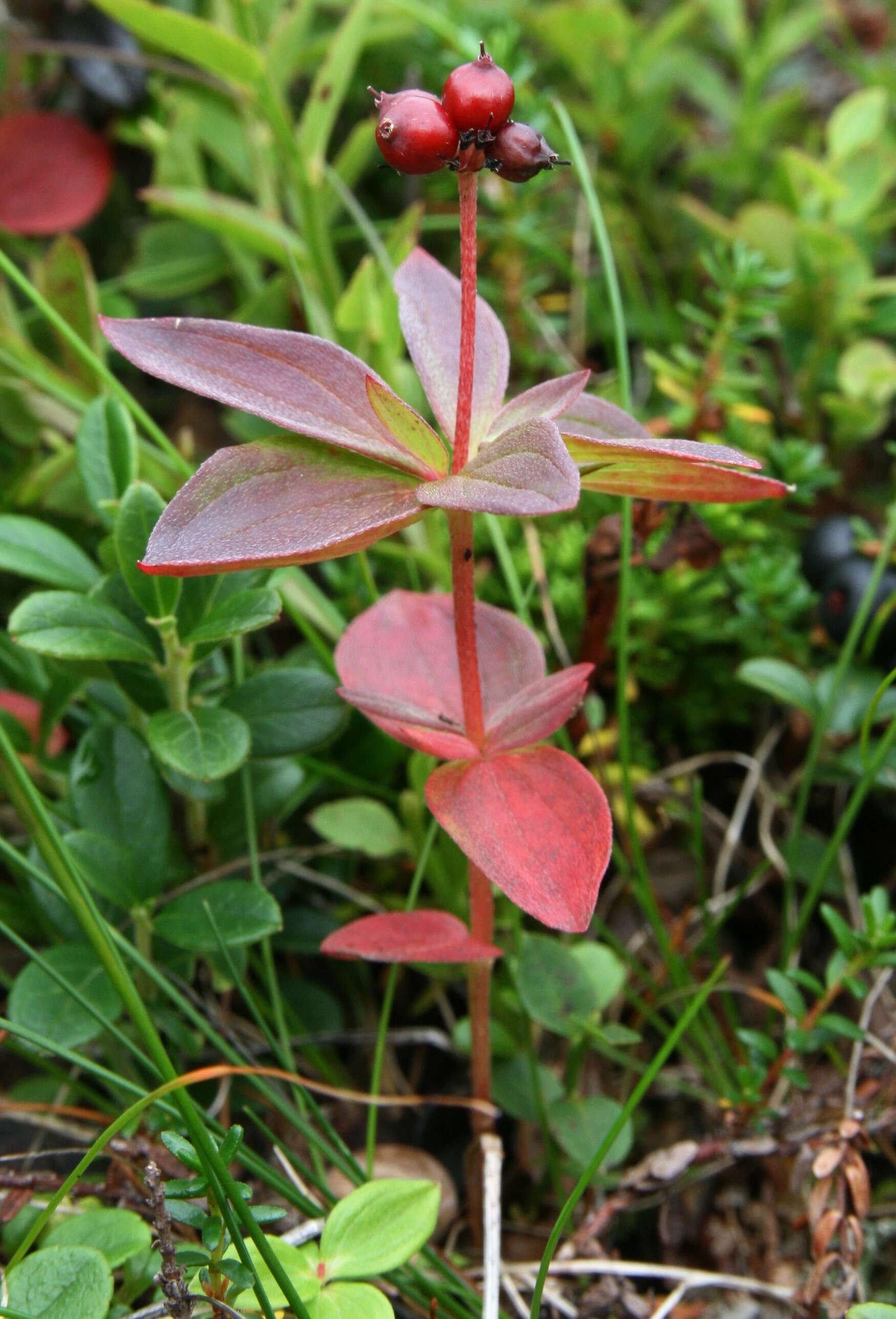 Image of Bunchberry