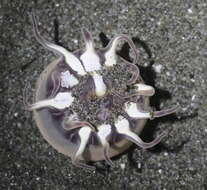 Image of 12-tentacle parasitic anemone