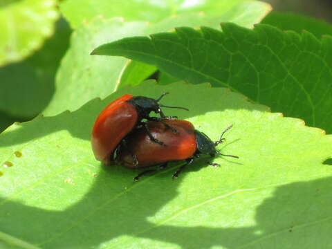 Image of Chrysomela populi