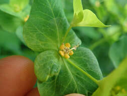 Image of Darlington's Glade Spurge