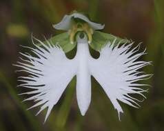 Pecteilis radiata (Thunb.) Raf. resmi