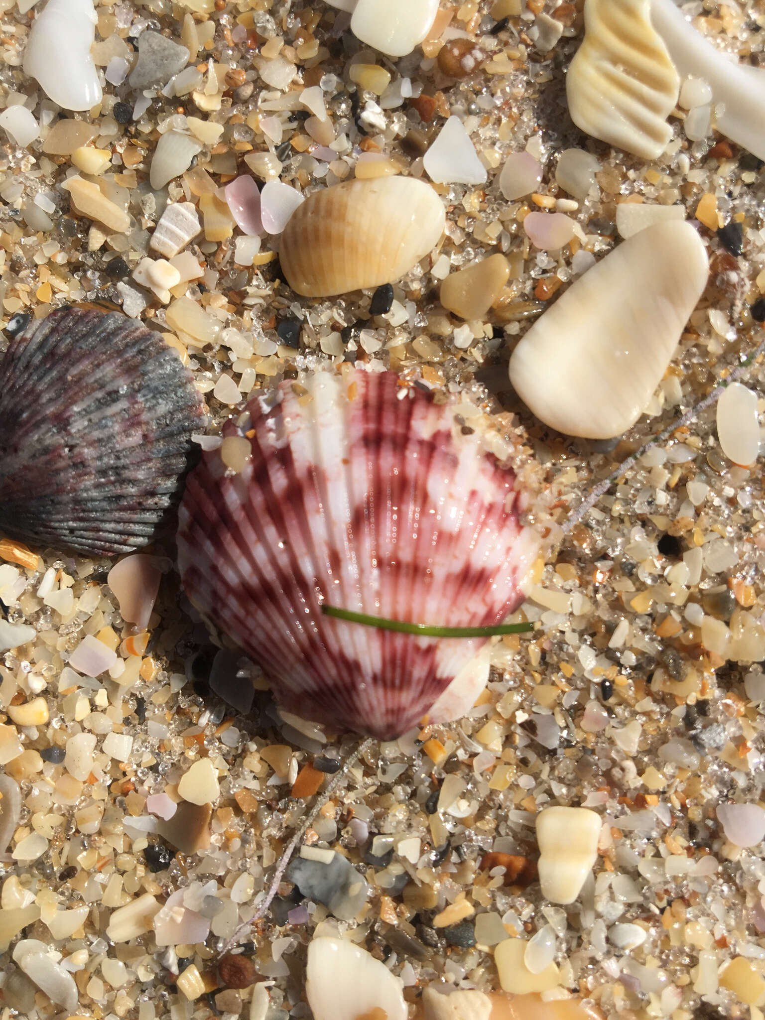 Image of Atlantic Calico scallop