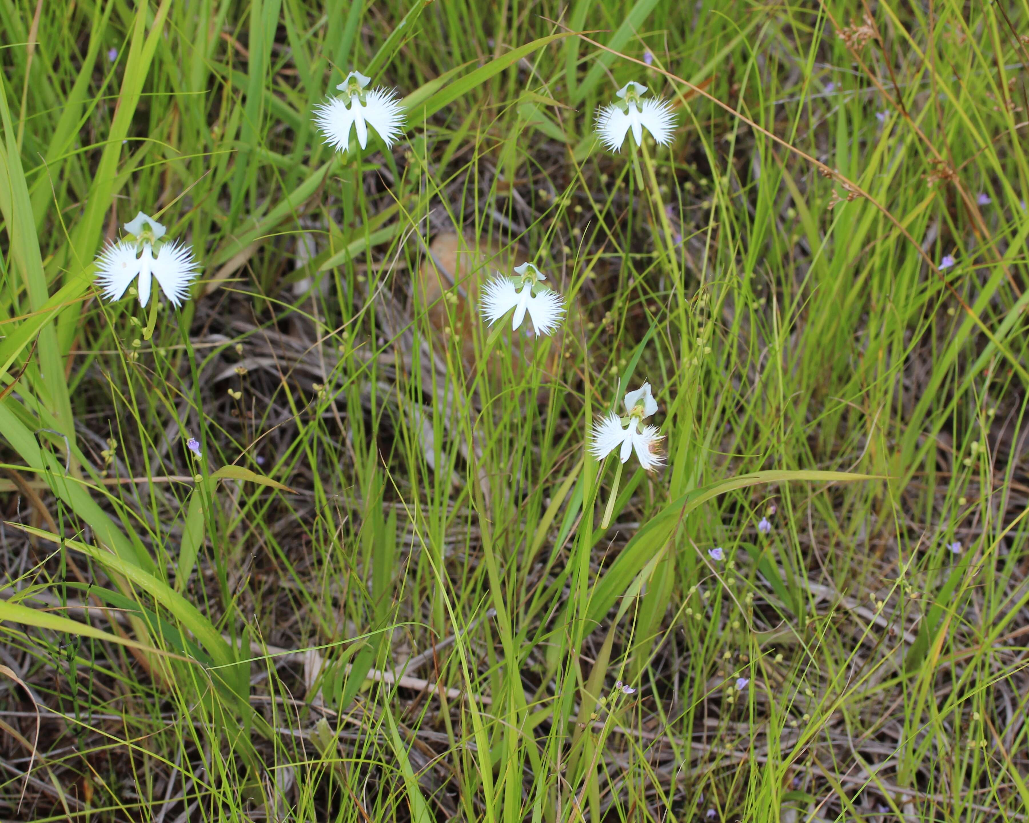 Pecteilis radiata (Thunb.) Raf. resmi