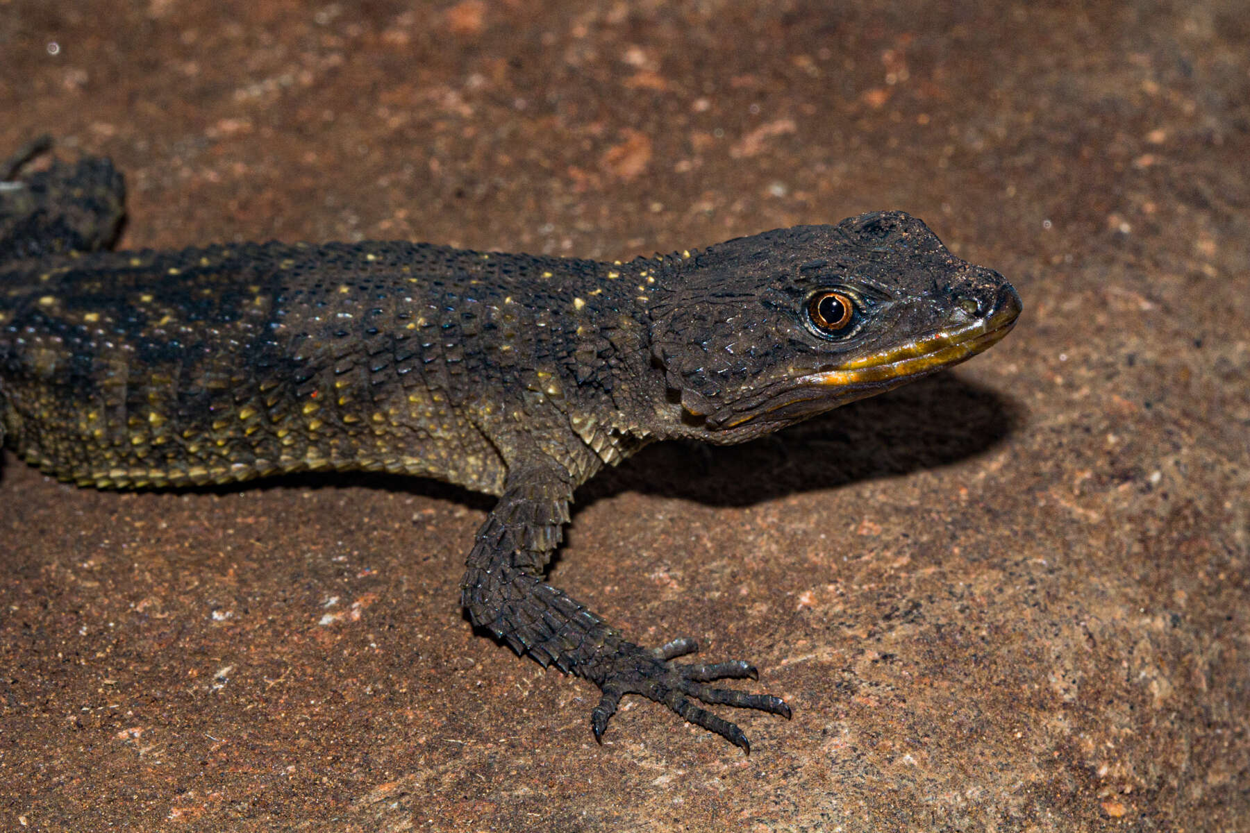 Image de Smaug mossambicus (Fitzsimons 1958)