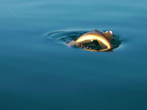 Image of Atlantic cod