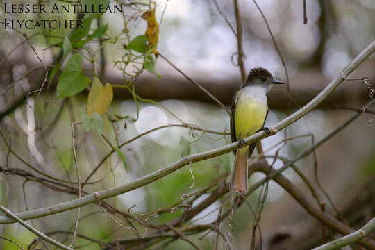 Image of Lesser Antillean Flycatcher