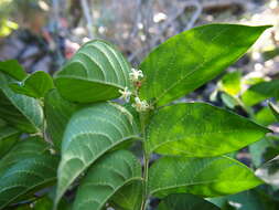 Image of Alangium villosum (Blume) Wangerin