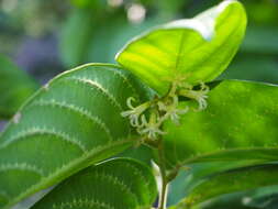 Image of Alangium villosum (Blume) Wangerin