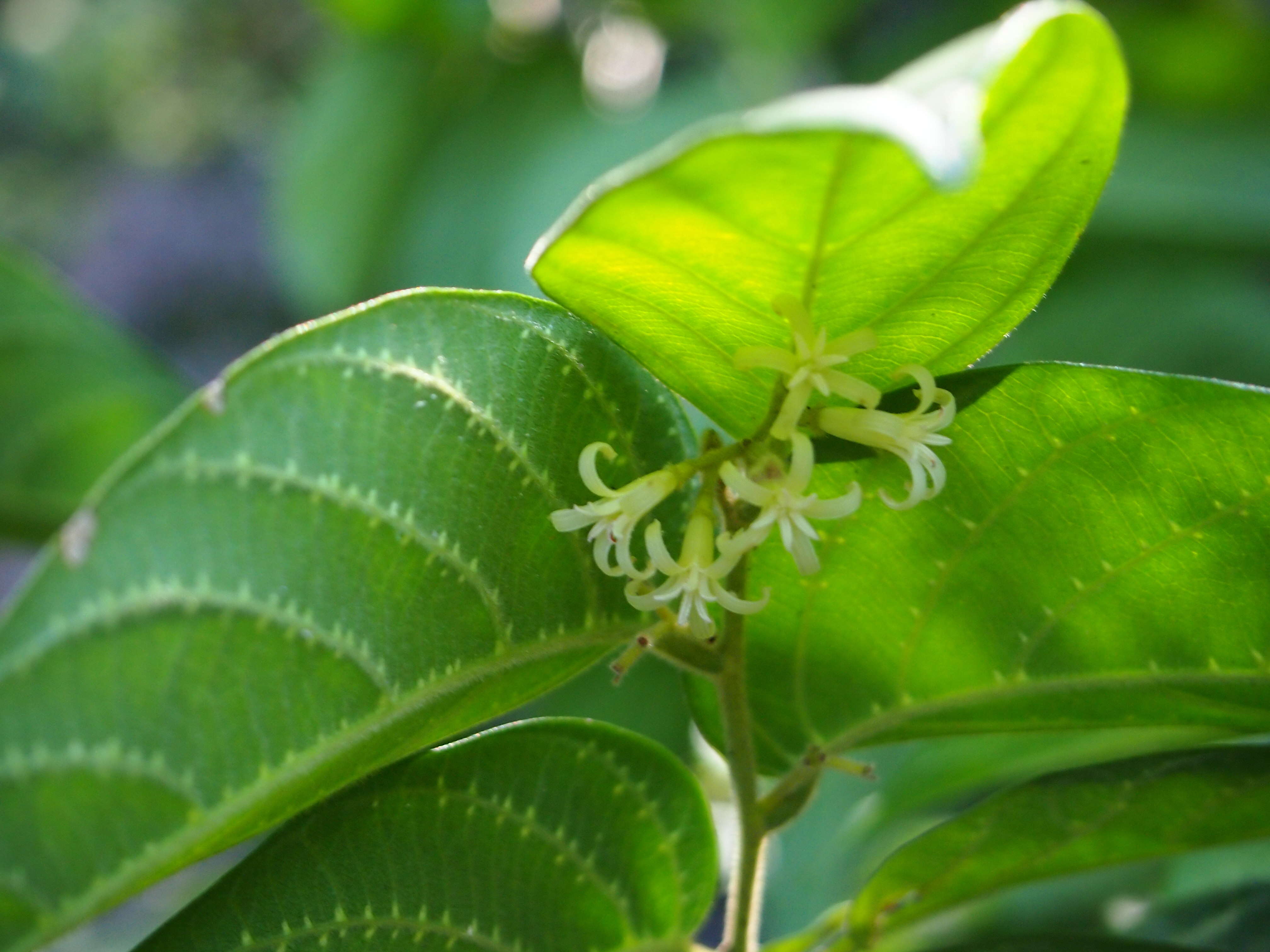 Image of Alangium villosum (Blume) Wangerin