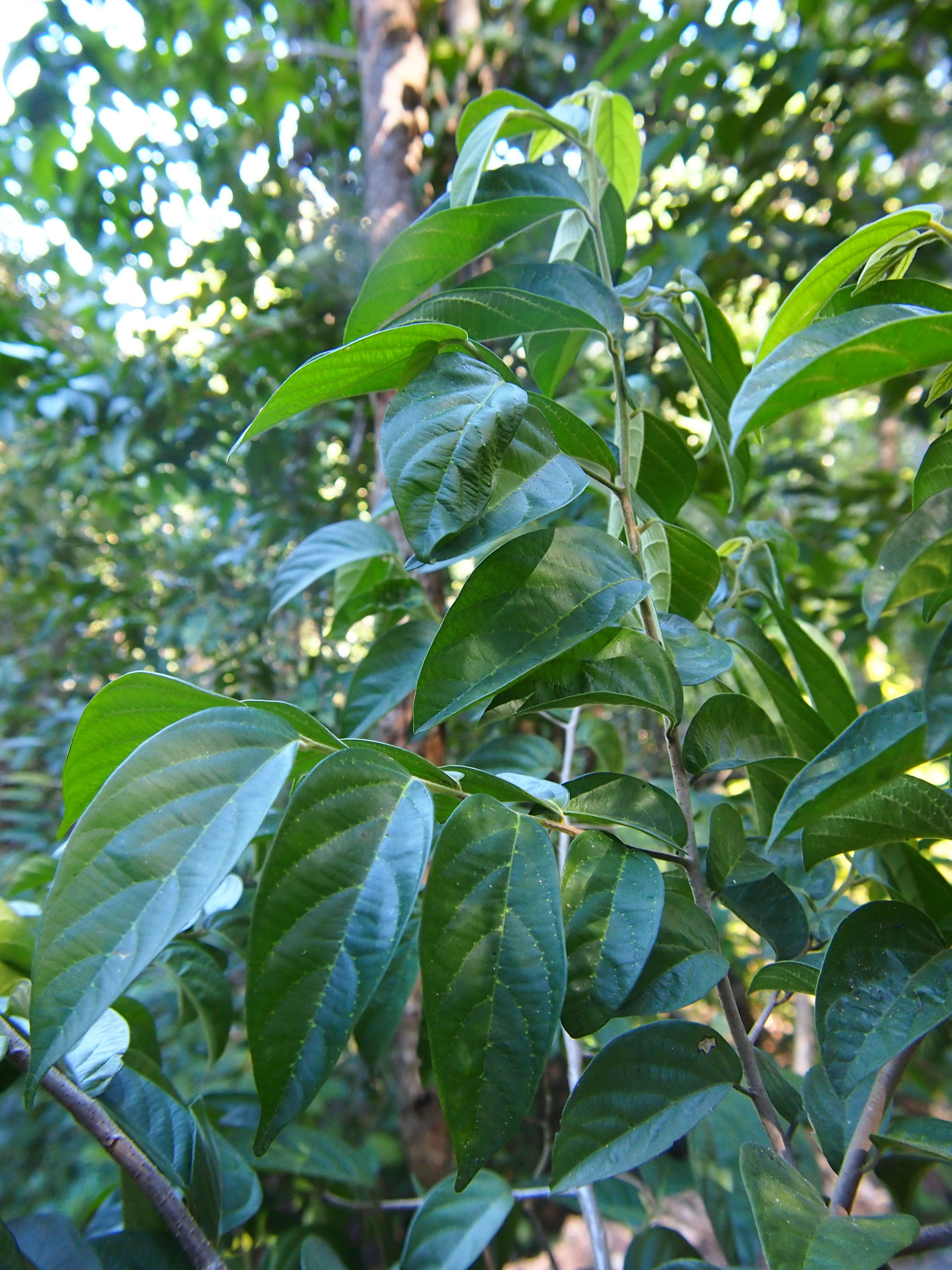 Image of Alangium villosum (Blume) Wangerin