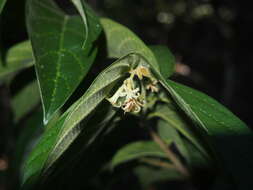 Image of Alangium villosum (Blume) Wangerin