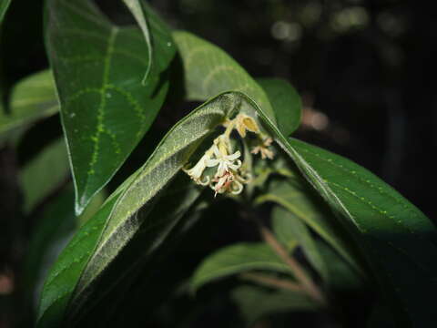 Image de Alangium villosum (Blume) Wangerin