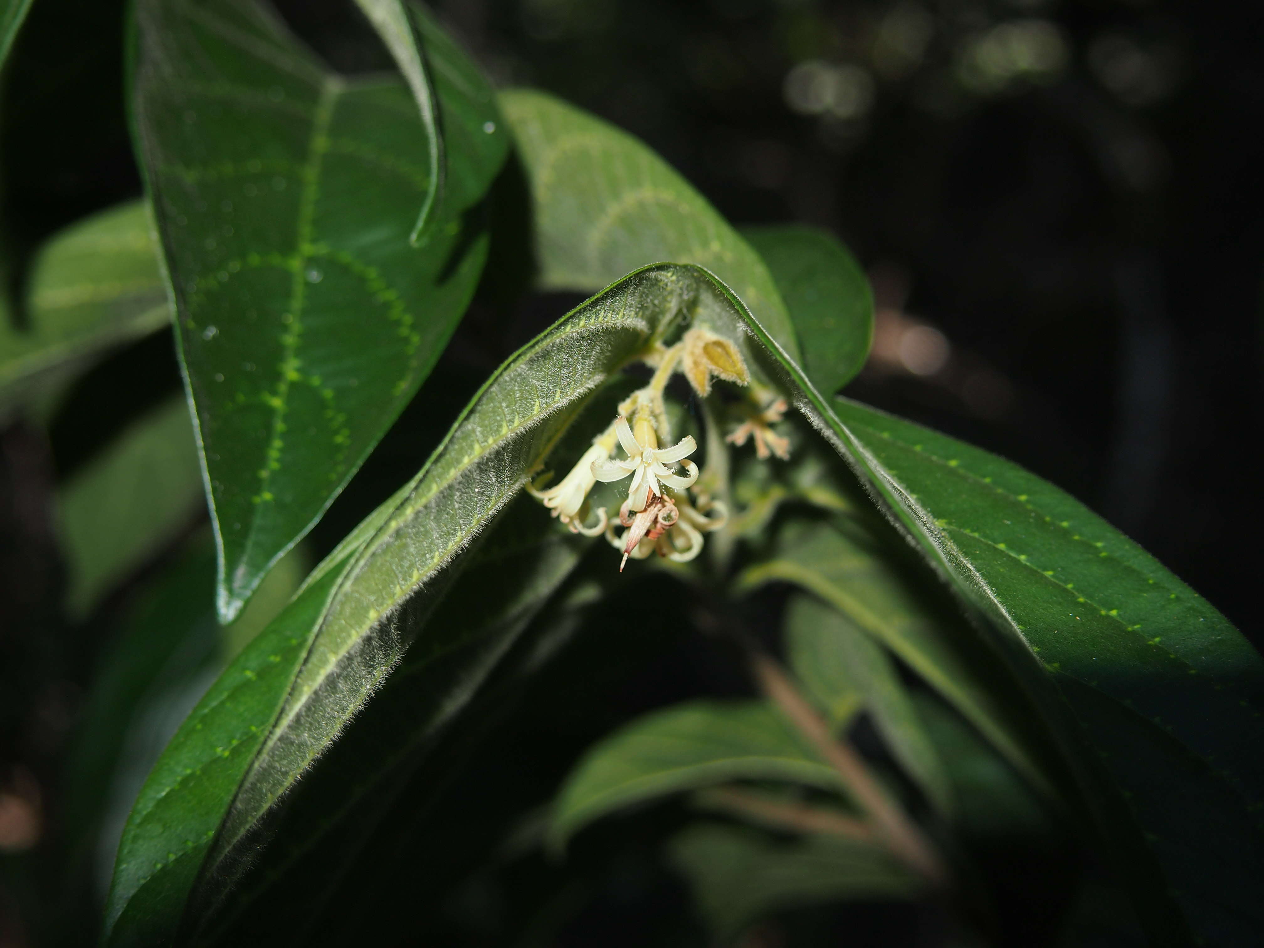 Image of Alangium villosum (Blume) Wangerin