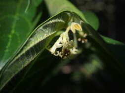 Image of Alangium villosum (Blume) Wangerin