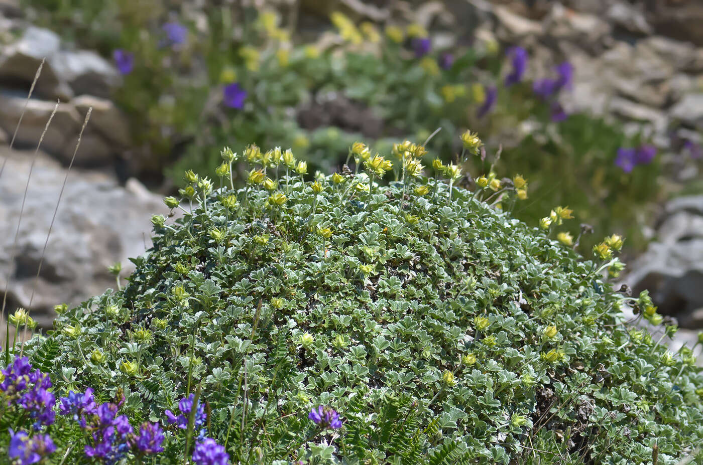 Image of Potentilla oweriniana Rupr. ex Boiss.