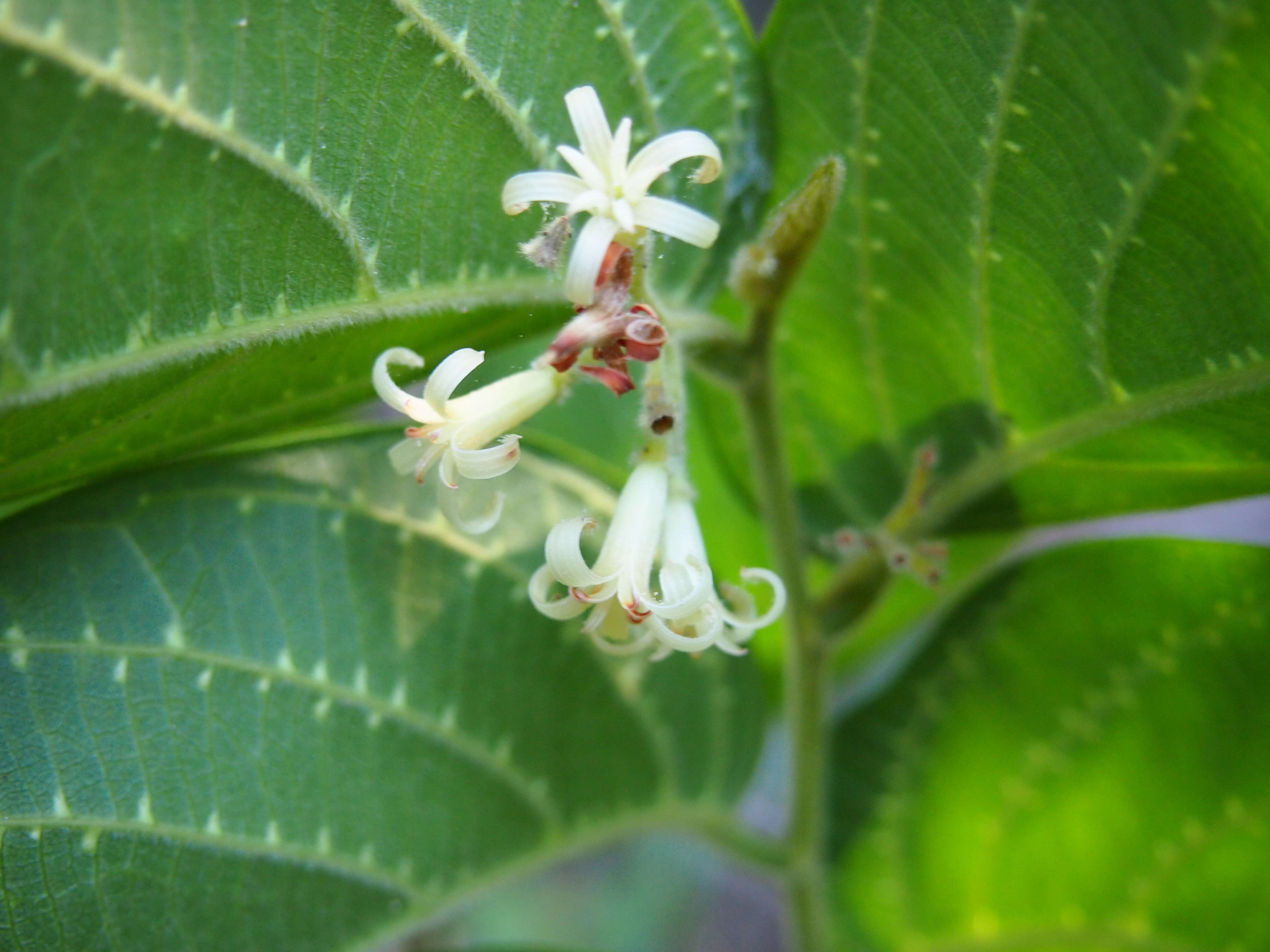 Image of Alangium villosum (Blume) Wangerin