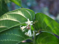 Image of Alangium villosum (Blume) Wangerin