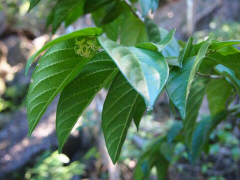 Image of Alangium villosum (Blume) Wangerin