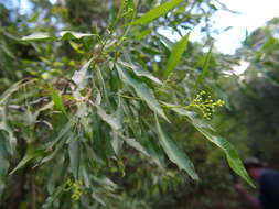 Image of Dodonaea triquetra Wendl.