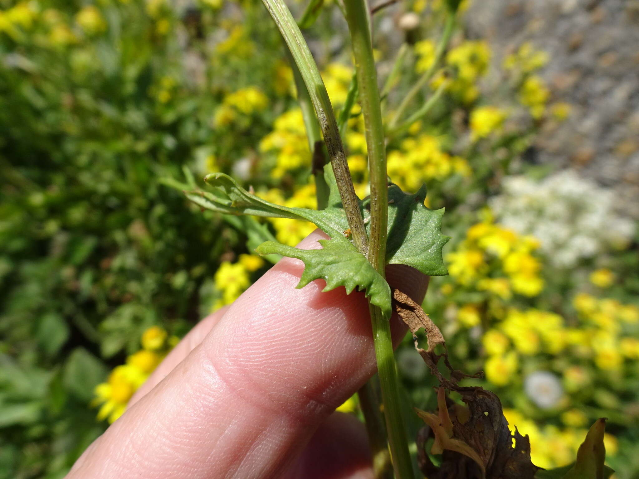 Image of oxford ragwort