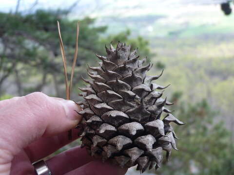 Image of Hickory Pine