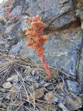 Sivun Sedum rubiginosum kuva