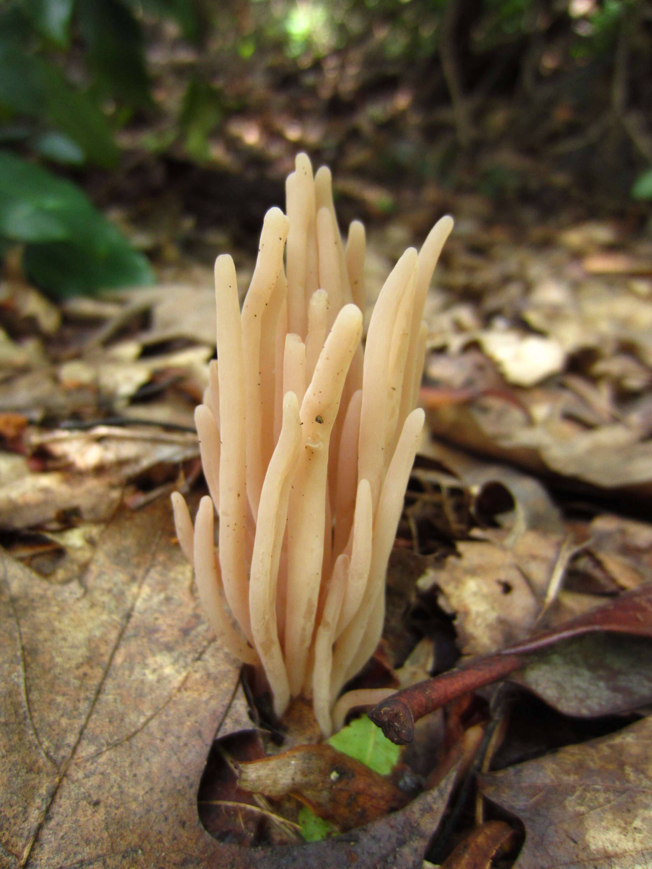 Image of Clavaria fumosa Pers. 1796