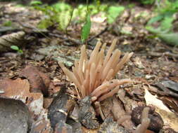 Image of Clavaria fumosa Pers. 1796