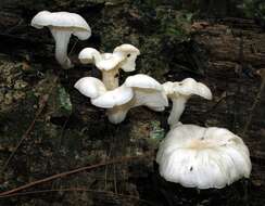 Image of Pleurotus pulmonarius (Fr.) Quél. 1872