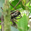 Image of Dusky Spinetail