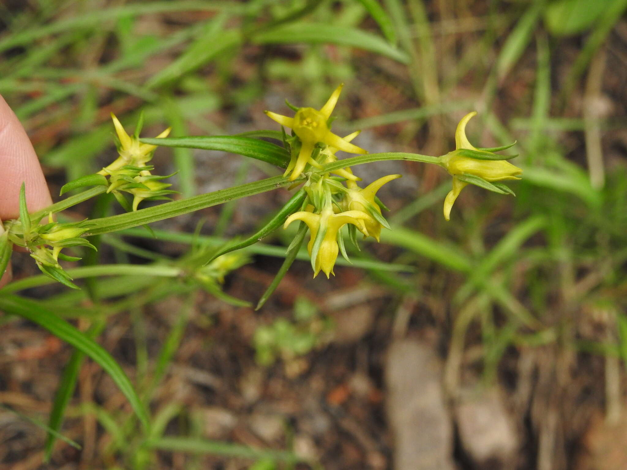 Image of Mt. Graham Spurred-Gentian