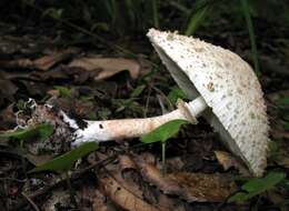 Image of Green-spored parasol