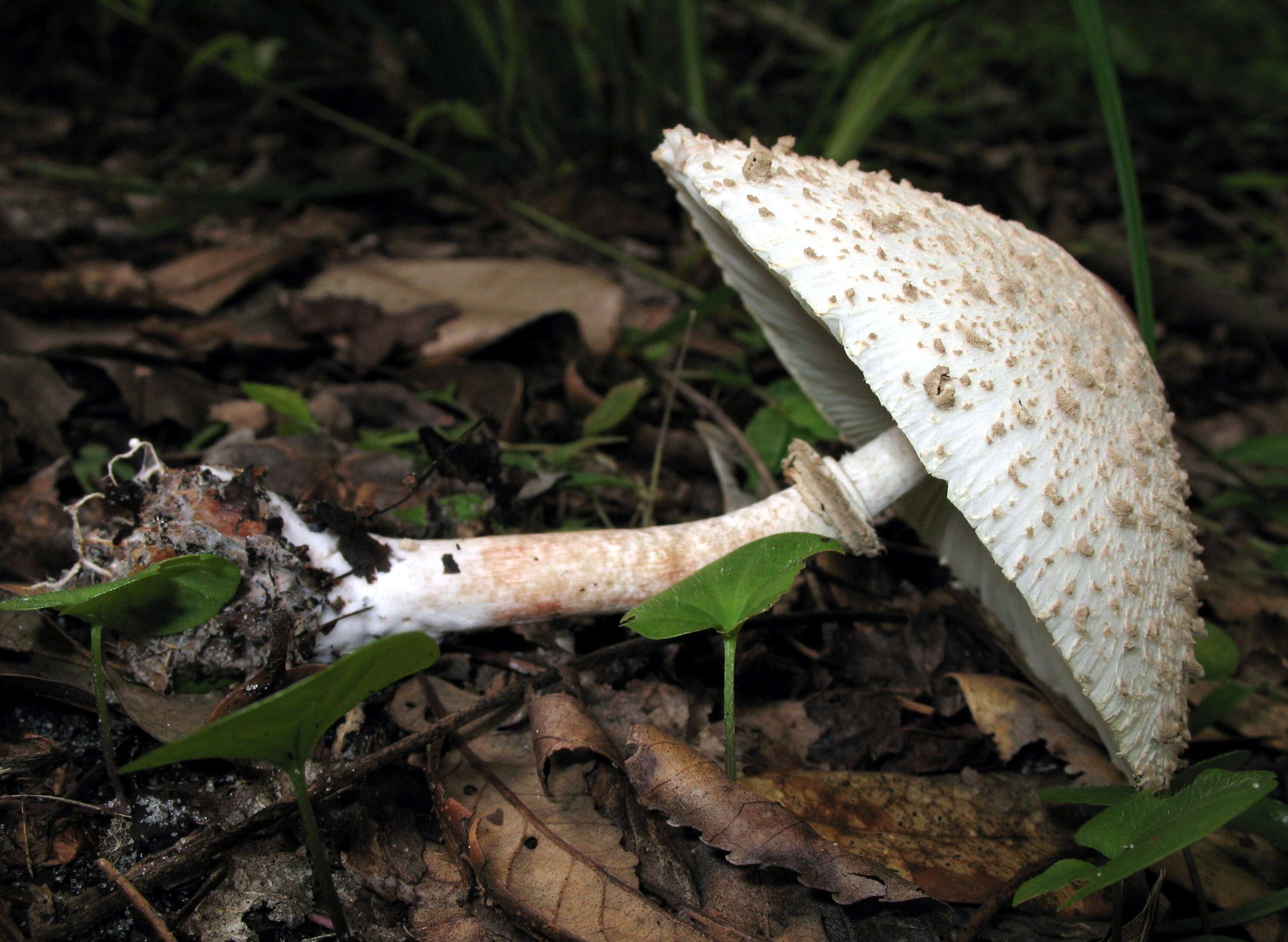 Plancia ëd Chlorophyllum molybdites (G. Mey.) Massee ex P. Syd. 1900