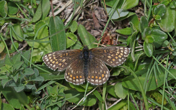 Imagem de Melitaea asteria Freyer 1828