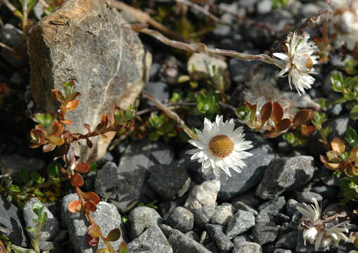 Plancia ëd Anaphalioides bellidioides (G. Forst.) D. Glenny