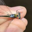 Imagem de Lestes inaequalis Walsh 1862