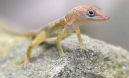 Image of Anguilla Bank Bush Anole